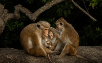 Молоді фотографи дивляться на світ свіжими очима: фіналісти Sony Awards 2026