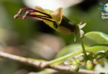 ШІ зламав секрети ДНК, підтримав життя людини без легенів і переписав еволюцію рослин