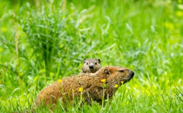 Бабаки: за межами міфу про погоду
