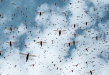 Uprawy wzbogacone w białko oferują nową strategię zwalczania rojów szarańczy