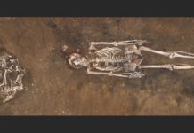 Собаки Одомашнені в Європі 14 000 Років Назад: Нові Генетичні Дані