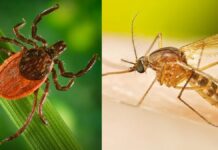 Dampak Musim Dingin yang Ekstrim terhadap Kutu dan Nyamuk