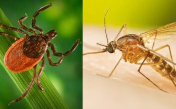 Вплив Екстремальних Зимових Погодних Умов на Кліщів та Комарів