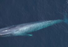 Рідкісні спостереження за синіми китами біля узбережжя Массачусетса викликають стурбованість щодо охорони природи