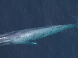 Рідкісні спостереження за синіми китами біля узбережжя Массачусетса викликають стурбованість щодо охорони природи