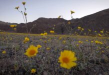 Долина Смерті Готується до Рідкого Цвітіння Диких Квітів