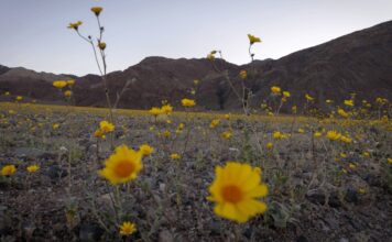 Долина Смерті Готується до Рідкого Цвітіння Диких Квітів
