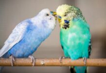 Чому Деякі Птахи Наслідують Людську Промову