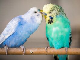 Чому Деякі Птахи Наслідують Людську Промову