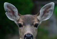 Час літнього переходу: Напрочуд безпечний для дикої природи