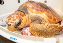 Врятовані морські черепахи отримали технічні назви в акваріумі Нової Англії