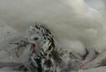 Найстаріший птах у світі, Мудрість, зустрічає нового онука.