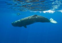 Кашалоти Підтверджено в Умисних Ударах Головою: Багатовікові Розповіді Моряків Виявились Правдою