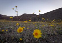Цвітіння в Долині Смерті: Рідкісний Суперрозквіт Перетворює Пейзаж Пустелі