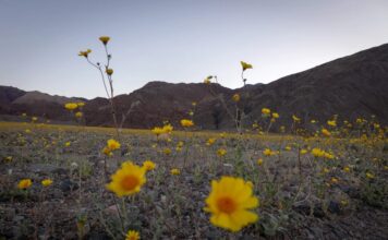 Цвітіння в Долині Смерті: Рідкісний Суперрозквіт Перетворює Пейзаж Пустелі