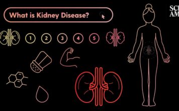 Як насправді працює хвороба нирок?