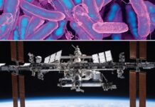 Вплив Космосу Підсилює Вірусну Активність Проти Бактерій