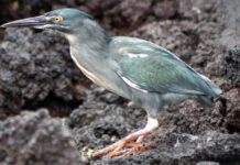 Новий вид галапагоської чаплі підтверджено після десятиліть суперечок
