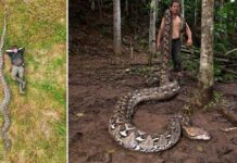 Рекордсменка серед пітонів: підтверджено найдовшу змію у світі