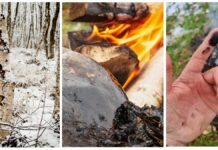 Неандертальці стали піонерами у використанні антибіотиків з березовим дьогтем, підтверджує дослідження