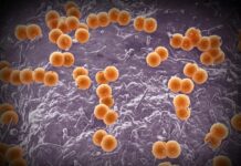 Britse meningitisuitbraak benadrukt de cruciale rol van vaccinatie