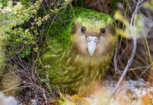 Чисельність Какапо Зростає на тлі Виняткового врожаю Ягід