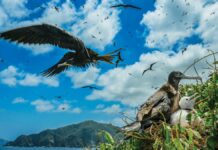 Річка Амазонка: Візуальна Подорож Найдовшою Водною Артерією Світу