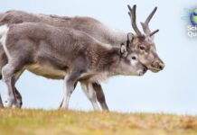 Криза жіночого здоров’я, затримки в космічних програмах та загадка оленячих рогів: науковий огляд