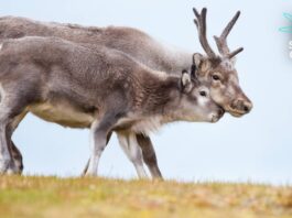 Криза жіночого здоров’я, затримки в космічних програмах та загадка оленячих рогів: науковий огляд