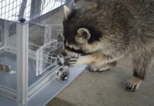 Єноти Вирішують Головоломки Заради Задоволення, а Не Тільки Заради Єди