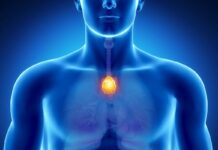 Недооцінена Вилочкова Заліза: Ключ до Довголіття?