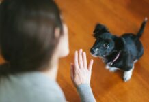 Порода Не Гарантує Навчання: Нові Дослідження Поводження Собак