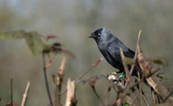 Пташенята Грачів Вчаться Боятися Хижаків, Слухаючи Дорослих
