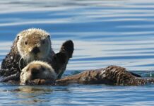 Більш ніж просто забава: біологічна важливість ігор видр