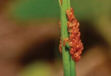 Оманливий аромат природи: личинки жуків імітують запах квітів, щоб захоплювати бджолині гнізда