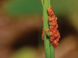 Оманливий аромат природи: личинки жуків імітують запах квітів, щоб захоплювати бджолині гнізда