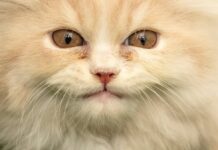 Чи існує «Котяче ТБ» насправді? Наука та найкращі канали для розваги вихованців