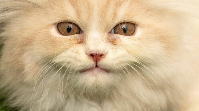 24240336-32f6-4b58-94e7-adce771b262c