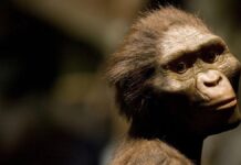 Еволюційна загадка: чому люди втратили хвости