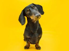 Чому собаки нахиляють голову? Це не просто мило.