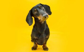 Чому собаки нахиляють голову? Це не просто мило.