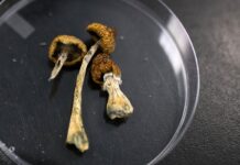 Прискорення психоделічних рубежів: що означає указ Трампа для досліджень у галузі психічного здоров’я