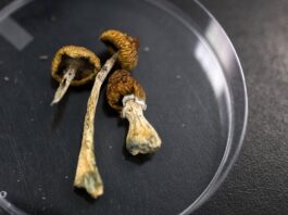 Прискорення психоделічних рубежів: що означає указ Трампа для досліджень у галузі психічного здоров’я