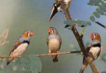 Ціна нових клітин мозку: чому ссавці можуть обмежувати нейрогенез заради захисту пам’яті