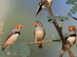 Ціна нових клітин мозку: чому ссавці можуть обмежувати нейрогенез заради захисту пам’яті