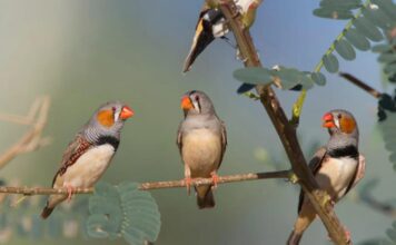 Ціна нових клітин мозку: чому ссавці можуть обмежувати нейрогенез заради захисту пам’яті