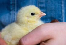 Бережне Звернення Покращує Благополуччя Курчат, Підтверджує Дослідження