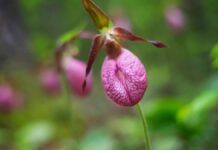 Квіткова пастка: як Венерін черевичок обманює своїх запилювачів