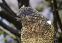 Дзьоб як зброя: як травма папуга кеа змінила уявлення про соціальне домінування