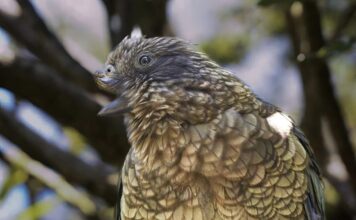 Дзьоб як зброя: як травма папуга кеа змінила уявлення про соціальне домінування